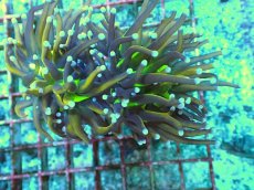 画像1: No.12 ゴールドトーチ　ジョーカー (1)