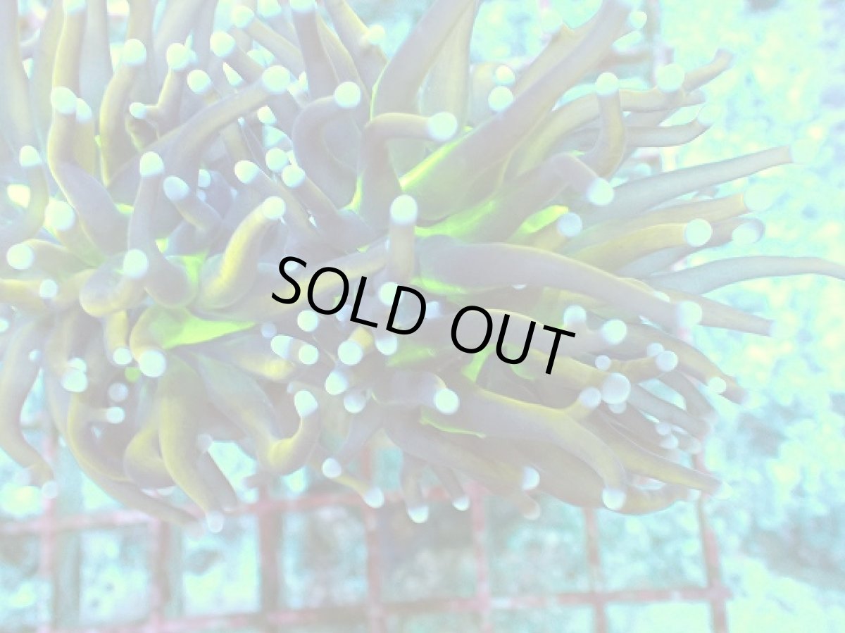 画像2: No.12 ゴールドトーチ　ジョーカー (2)