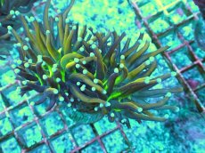 画像1: No.13 ゴールドトーチ　ジョーカー (1)