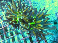 画像2: No.13 ゴールドトーチ　ジョーカー (2)