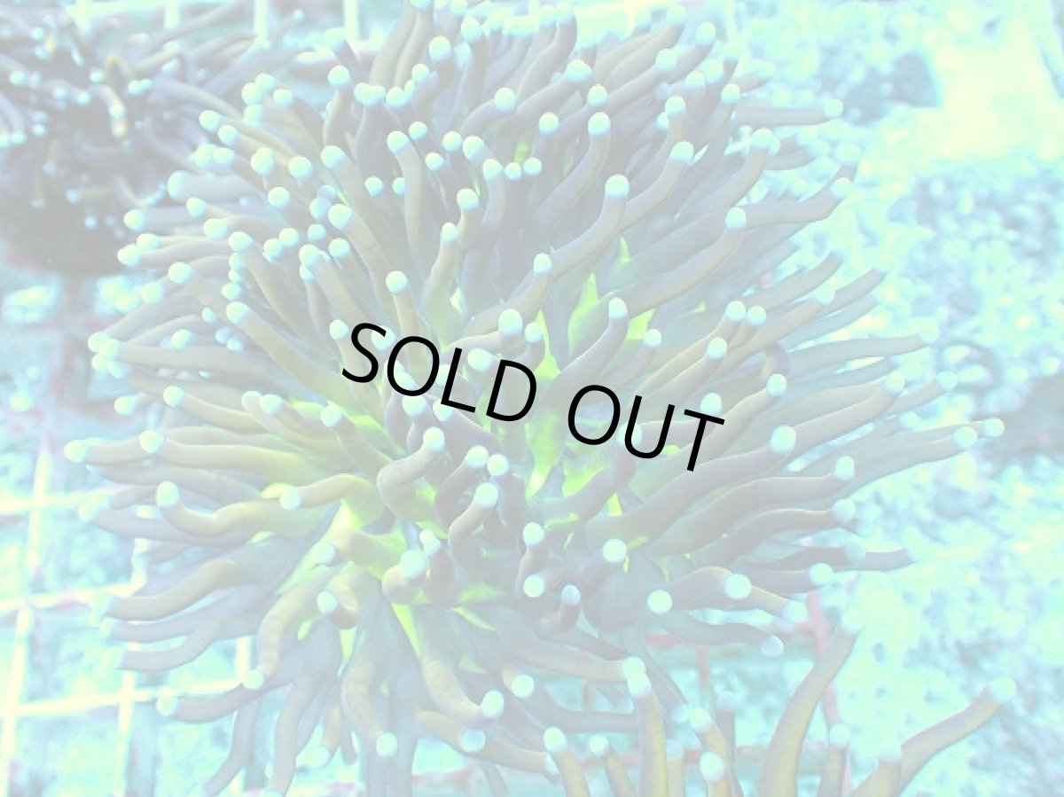 画像1: No.14 ゴールドトーチ　ジョーカー (1)