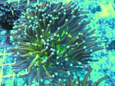 画像1: No.14 ゴールドトーチ　ジョーカー (1)