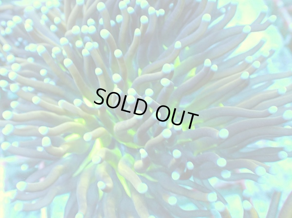 画像2: No.14 ゴールドトーチ　ジョーカー (2)