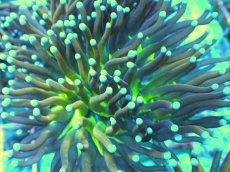 画像2: No.14 ゴールドトーチ　ジョーカー (2)