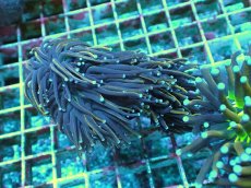 画像1: No.15 ゴールドトーチ　２４K (1)