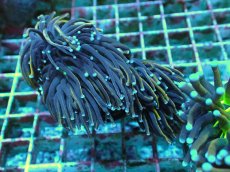 画像2: No.15 ゴールドトーチ　２４K (2)