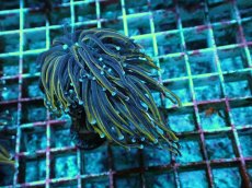 画像1: No.16 ゴールドトーチ　２４K (1)