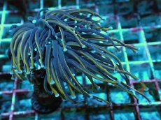 画像2: No.16 ゴールドトーチ　２４K (2)