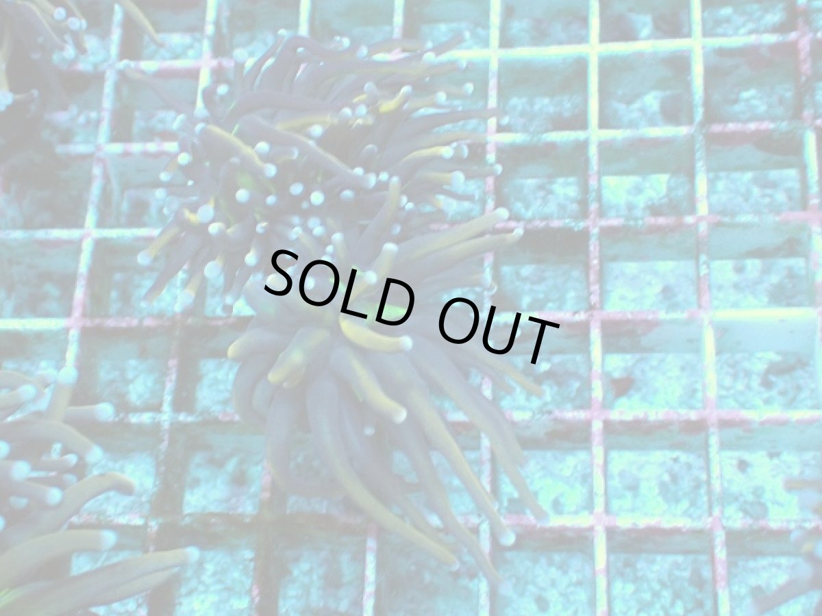 画像1: No.17 ゴールドトーチ　２４K (1)