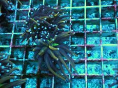 画像1: No.17 ゴールドトーチ　２４K (1)