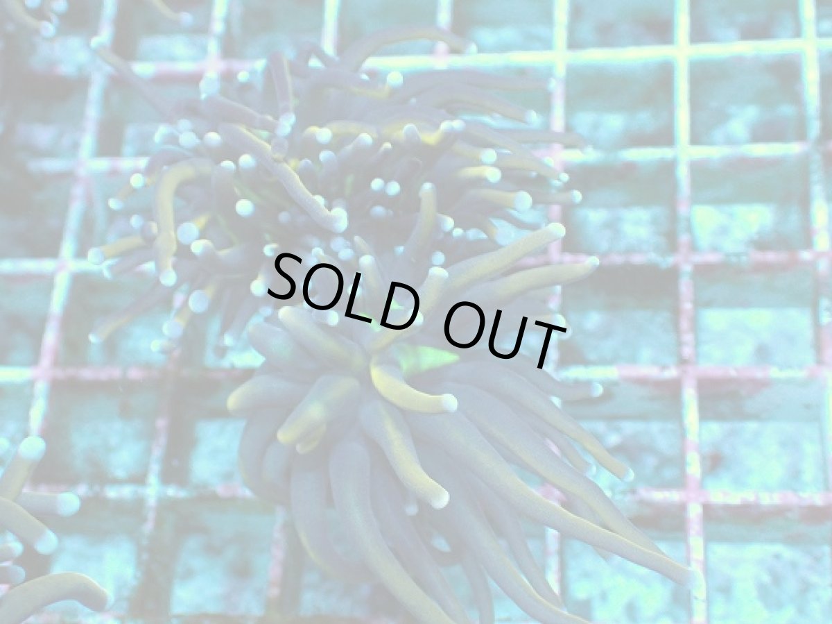 画像2: No.17 ゴールドトーチ　２４K (2)