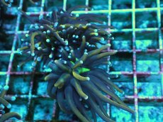 画像2: No.17 ゴールドトーチ　２４K (2)