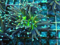 画像1: No.18 ゴールドトーチ　ジョーカー (1)