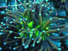 画像2: No.18 ゴールドトーチ　ジョーカー (2)