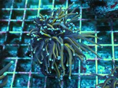 画像1: No.19 ゴールドトーチ　２４K (1)