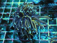 画像2: No.19 ゴールドトーチ　２４K (2)