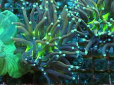 画像1: No.20 ゴールドトーチ　ジョーカー (1)