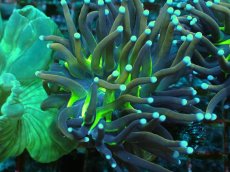 画像2: No.20 ゴールドトーチ　ジョーカー (2)