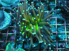 画像1: No.21 ゴールドトーチ　ジョーカー (1)