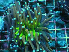 画像2: No.21 ゴールドトーチ　ジョーカー (2)