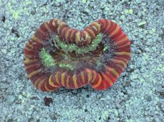 画像1: No.1 フィジー産 オオバナサンゴ　レッドマルチカラー (1)