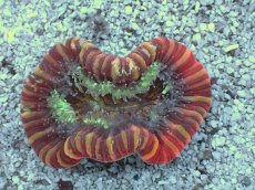 画像2: No.1 フィジー産 オオバナサンゴ　レッドマルチカラー (2)