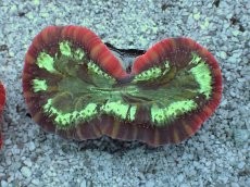 画像1: No.2 フィジー産 オオバナサンゴ　レッドマルチカラー (1)