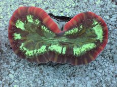 画像2: No.2 フィジー産 オオバナサンゴ　レッドマルチカラー (2)