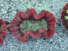 画像1: No.3 フィジー産 オオバナサンゴ　レッドマルチカラー (1)