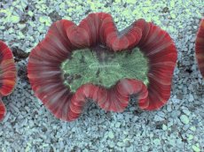 画像2: No.3 フィジー産 オオバナサンゴ　レッドマルチカラー (2)