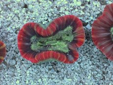 画像1: No.4 フィジー産 オオバナサンゴ　レッドマルチカラー (1)