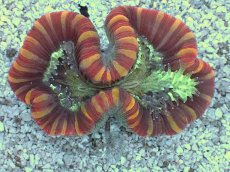 画像2: No.5 フィジー産 オオバナサンゴ　レッドマルチカラー (2)