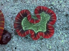 画像1: No.6 フィジー産 オオバナサンゴ　レッドマルチカラー (1)