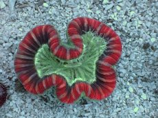 画像2: No.6 フィジー産 オオバナサンゴ　レッドマルチカラー (2)