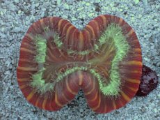 画像1: No.7 フィジー産 オオバナサンゴ　レッドマルチカラー (1)