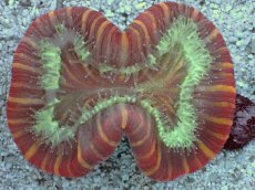 画像2: No.7 フィジー産 オオバナサンゴ　レッドマルチカラー (2)