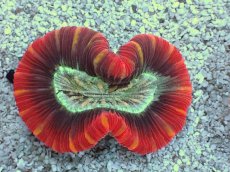 画像2: No.8 フィジー産 オオバナサンゴ　レッドマルチカラー (2)
