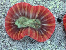 画像2: No.9 フィジー産 オオバナサンゴ　レッドマルチカラー (2)