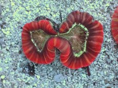 画像1: No.10 フィジー産 オオバナサンゴ　レッドマルチカラー (1)
