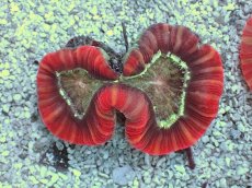 画像2: No.10 フィジー産 オオバナサンゴ　レッドマルチカラー (2)