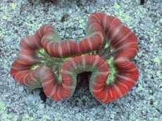 画像1: No.11 フィジー産 オオバナサンゴ　レッドマルチカラー (1)