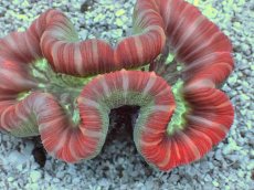 画像2: No.11 フィジー産 オオバナサンゴ　レッドマルチカラー (2)