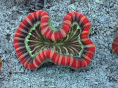 画像1: No.12 フィジー産 オオバナサンゴ　レッドマルチカラー (1)