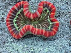 画像2: No.12 フィジー産 オオバナサンゴ　レッドマルチカラー (2)