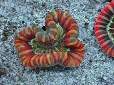 画像1: No.13 フィジー産 オオバナサンゴ　レッドマルチカラー (1)