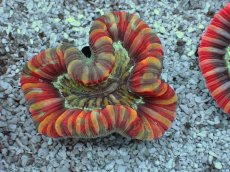 画像2: No.13 フィジー産 オオバナサンゴ　レッドマルチカラー (2)