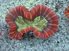 画像1: No.14 フィジー産 オオバナサンゴ　レッドマルチカラー (1)