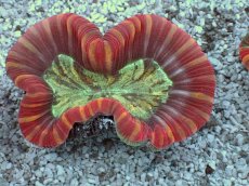 画像2: No.14 フィジー産 オオバナサンゴ　レッドマルチカラー (2)