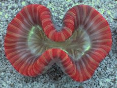 画像1: No.15 フィジー産 オオバナサンゴ　レッドマルチカラー (1)