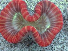画像2: No.15 フィジー産 オオバナサンゴ　レッドマルチカラー (2)